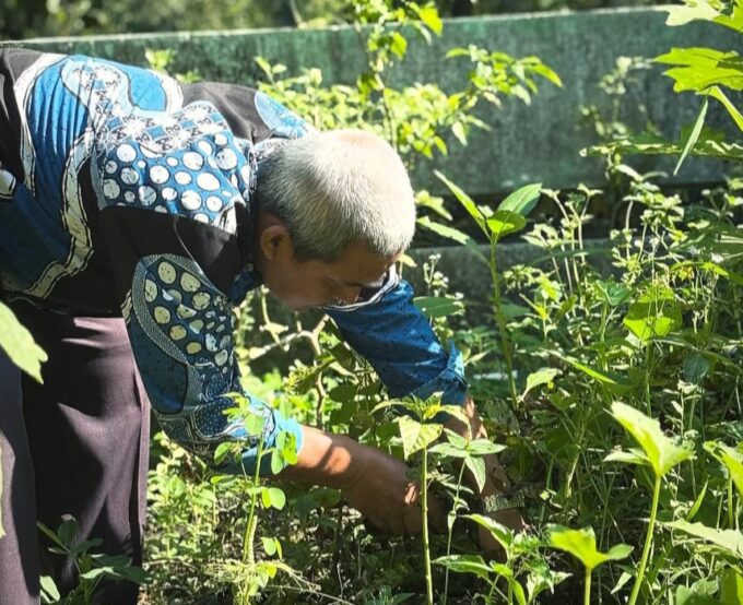 Wujud Ketahanan Pangan, Guru Senior MIN 3 Bantul Pimpin Panen Kacang Tanah di Kebun NGTS
