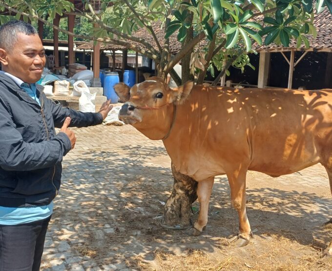 Persiapkan Kurban 1447 H, Panitia Udhiyah MIN 3 Bantul Mulai Berburu Sapi Berkualitas