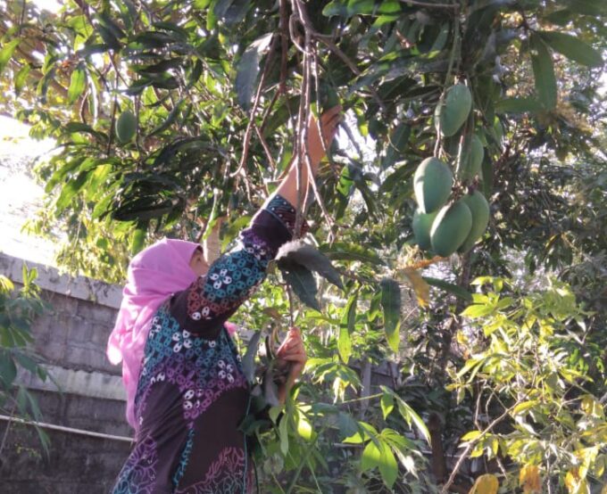 Panen Mangga Kebun NGTS MIN 3 Bantul: Wujud Integrasi Pembelajaran Kontekstual dan Edukasi Ekologi