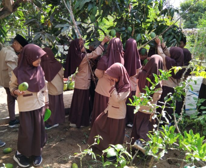 Manisnya Panen Raya Mangga di MIN 3 Bantul: Belajar dari Alam, Hidup Sehat Gizi untuk Prestasi