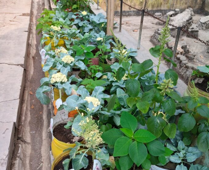 Wujudkan Madrasah Ramah Lingkungan dan Berprestasi, MIN 3 Bantul Optimalkan Kebun NGTS Menuju Sekolah Adiwiyata